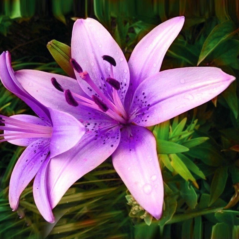 The image of purple liliums blooming in the lilum garden