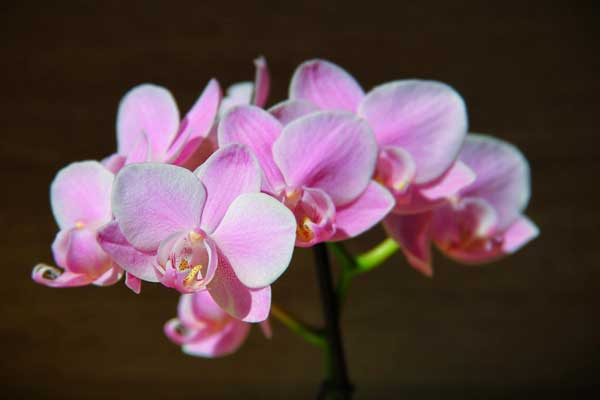 Meaning of pink phalaenopsis orchid