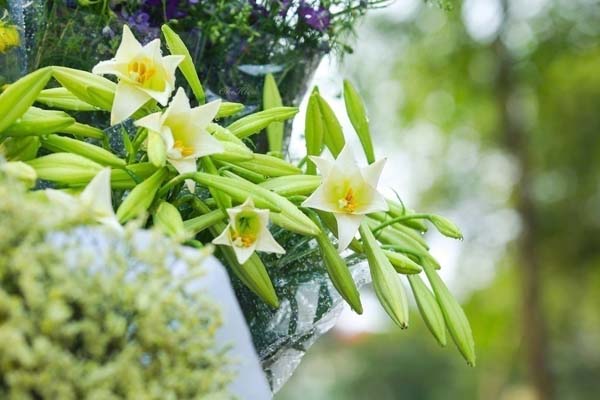 Lilium flowers have a beautiful meaning