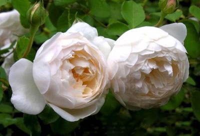 Bí kíp “thần thánh” giúp chọn giống hoa hồng trắng trồng tại nhà tuyệt đẹp!