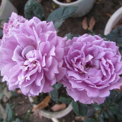 Cách trồng và chăm sóc hoa hồng tím tại nhà