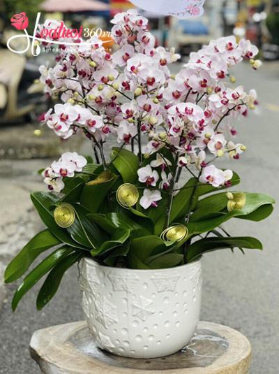 Mini phalaenopsis orchid pot - Happy day