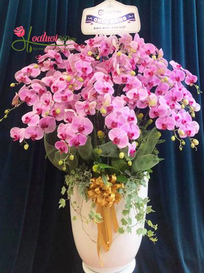 Orchids pink phalaenopsis pot - Willow