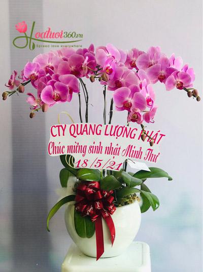 Pink phalaenopsis orchid pot - Scented