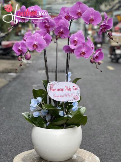 Purple phalaenopsis orchids pot - Charming features
