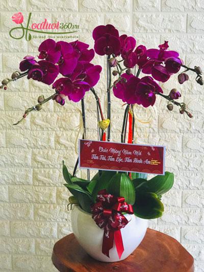 Purple phalaenopsis orchid pot - Excitement
