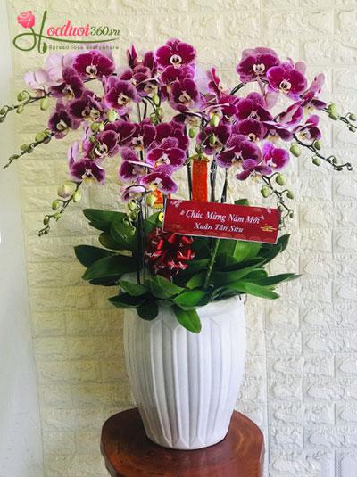 Purple phalaenopsis orchid pot - Auspicious treasure