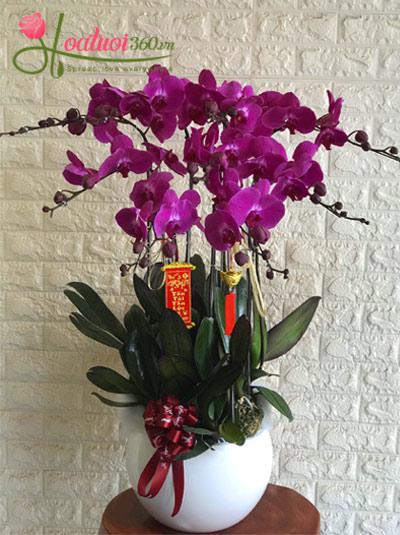 Purple phalaenopsis orchid pot - Thousand things of abundance