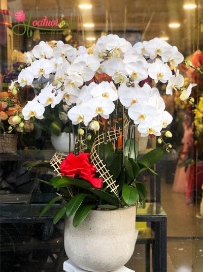 White phalaenopsis orchid pot - Giving partners
