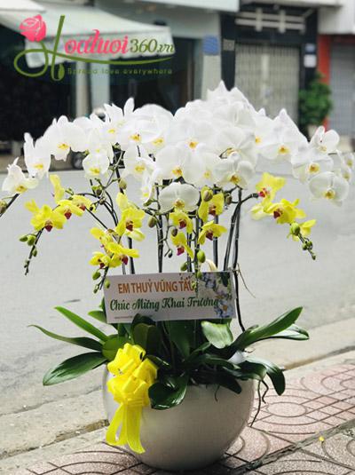 Phalaenopsis orchid pot - Success