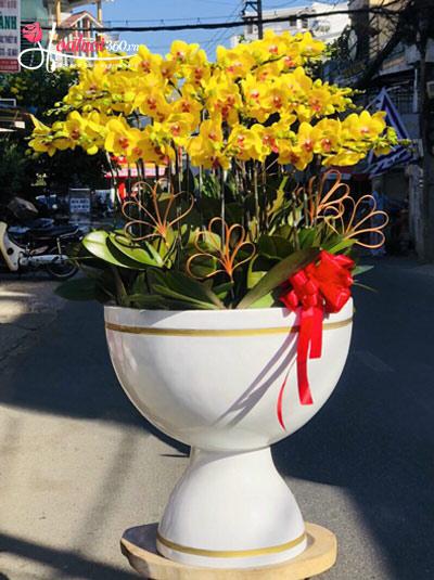 Yellow phalaenopsis orchid pot - Eternal beautiful