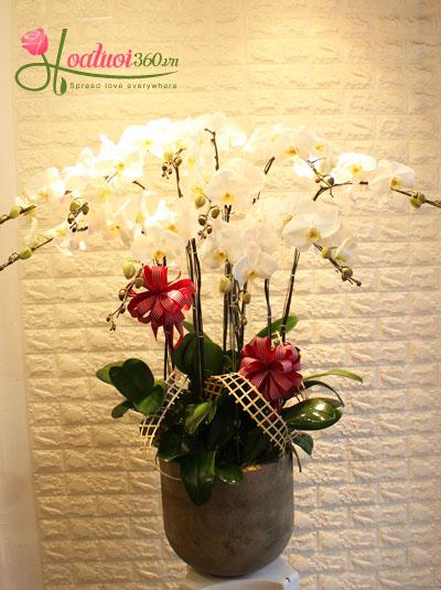 White phalaenopsis orchid pot - Congratulations to the partner