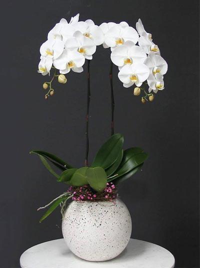 White phalaenopsis orchids with 2 branches