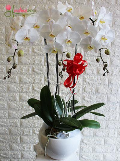 Phalaenopsis orchid pot with 3 white branches