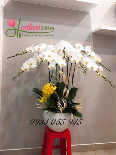White phalaenopsis orchid pot - Luxury