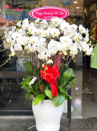 White phalaenopsis orchid pots - Luxury and richness
