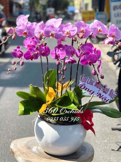 Phalaenopsis orchid pot - New day