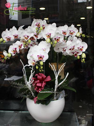 Beautiful orchid pot - Unique beauty