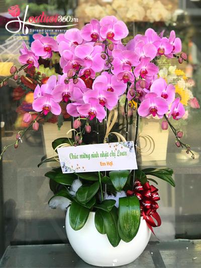 Pink phalaenopsis orchid pot - New Year's fortune