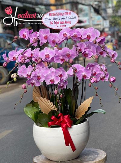 Pink phalaenopsis flower pot - Warm friendship