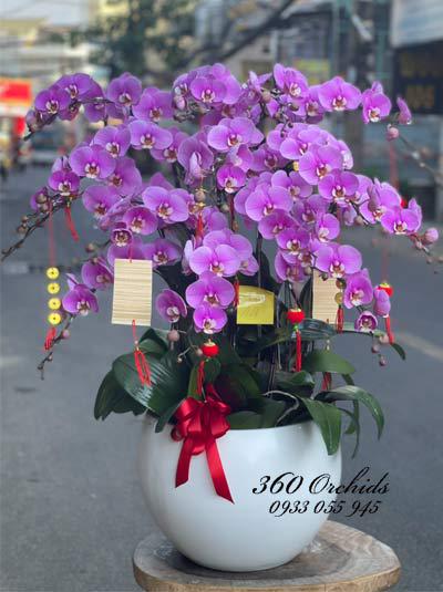 Pink phalaenopsis orchid pot - Spring garden wing