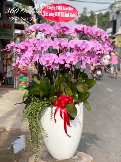 Pink phalaenopsis orchids - Get rich