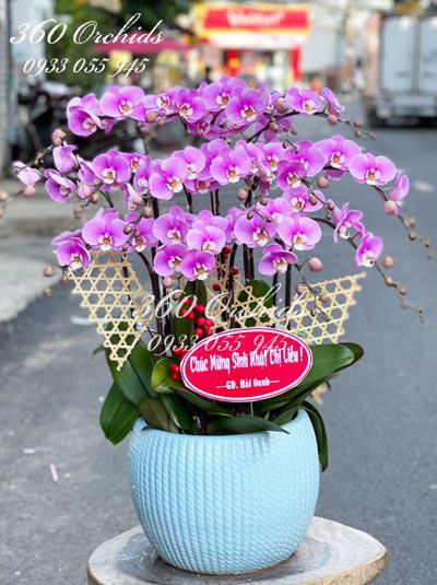 Pink phalaenopsis orchid - Spring chorus