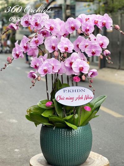 Pink phalaenopsis orchid pot - Noble