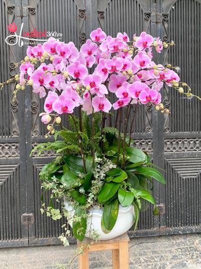 Pink phalaenopsis orchid pot - Brilliant