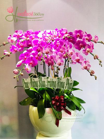 Pink phalaenopsis orchid pot - Giving partners