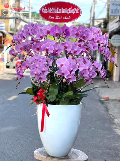 Purple phalaenopsis orchid pot - Good things