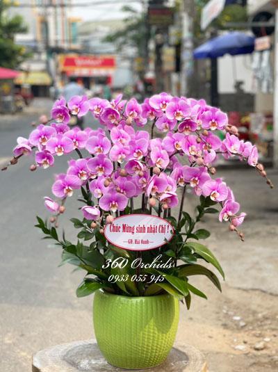 Pink phalaenopsis orchid pots - Spring with you