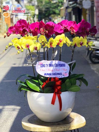 Phalaenopsis orchid pot - Flavor