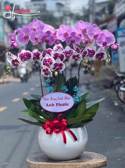 Phalaenopsis orchid pot - Good thing