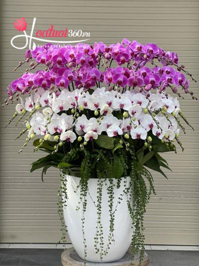 Phalaenopsis orchid pot - Fusion