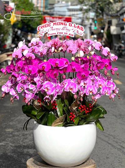 Phalaenopsis orchid pot - Flourishes