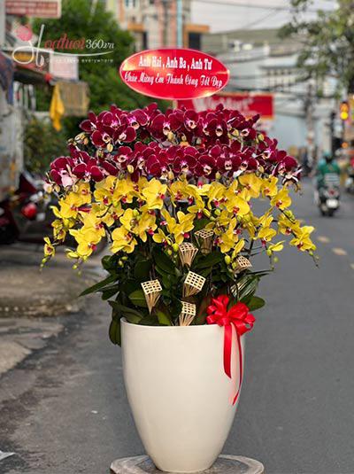 Phalaenopsis orchid pot - New achievements
