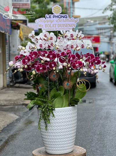 Phalaenopsis orchid pot - Hope