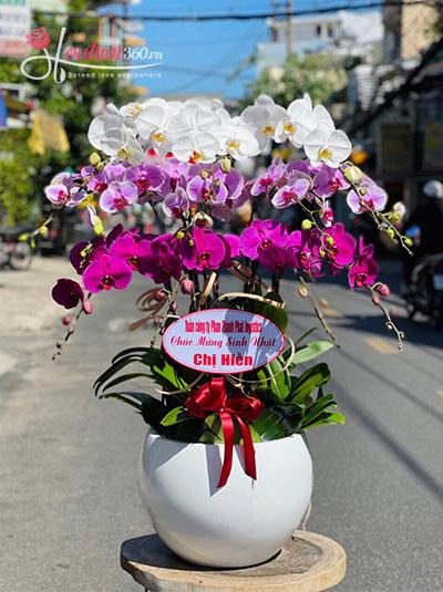 Phalaenopsis orchid pot - All good things
