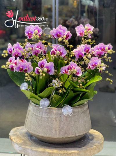 Mini phalaenopsis orchid pot - Presentable