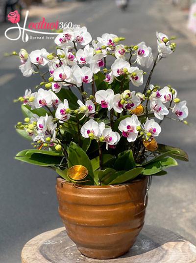 Mini phalaenopsis orchid pot - My angle