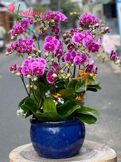 Mini phalaenopsis orchid pot - Auspicious Spring