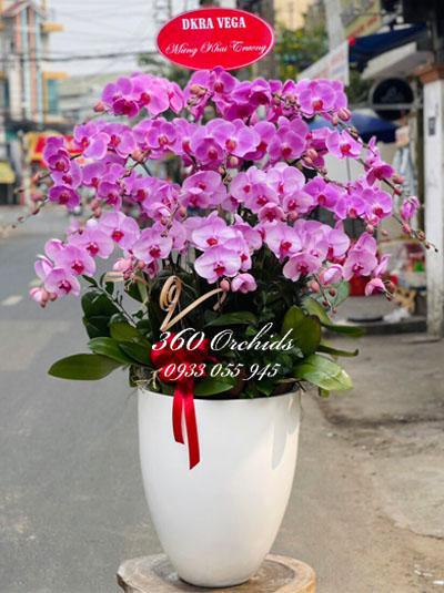 Pink phalaenopsis orchid pot - New Year's Day in my hometown