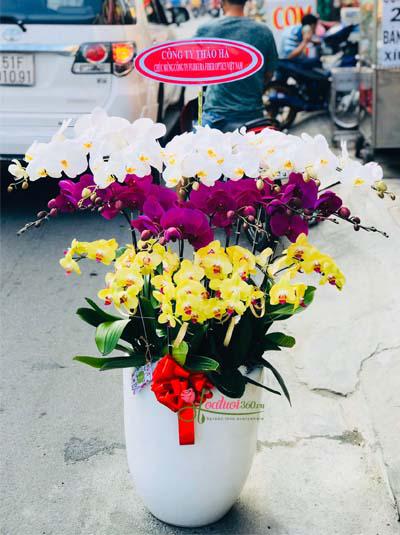 Phalaenopsis orchid pot - Playful