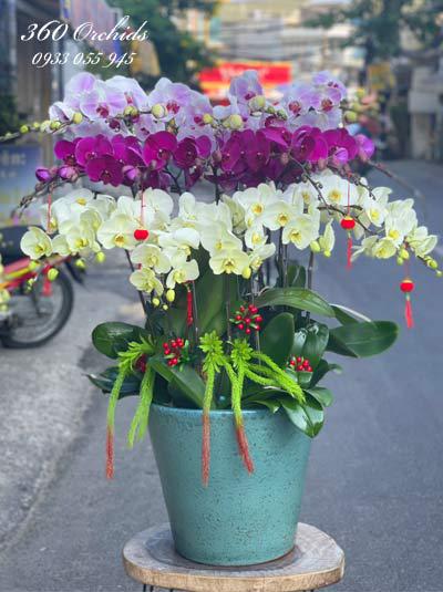 Phalaenopsis orchid pots for Tet - Happy reunion