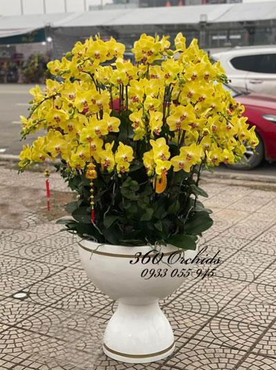 Yellow phalaenopsis orchid pot - Happy Spring