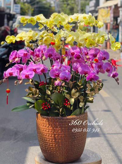 Tet orchid pot - Songs of peace