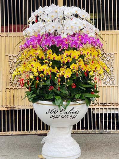 Phalaenopsis orchid pot - Thousand wishes