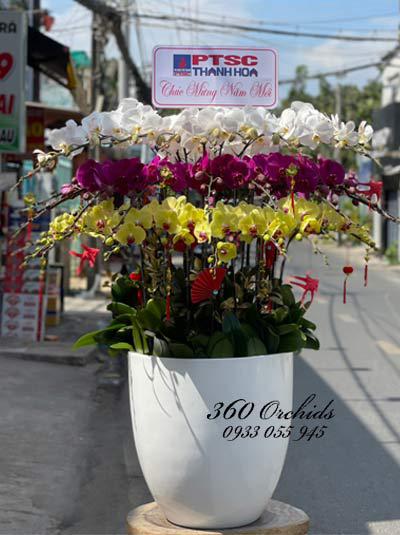 Phalaenopsis orchid pots for Tet - Spring street
