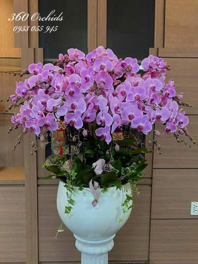 Pink phalaenopsis orchid pot - Harmony and peace
